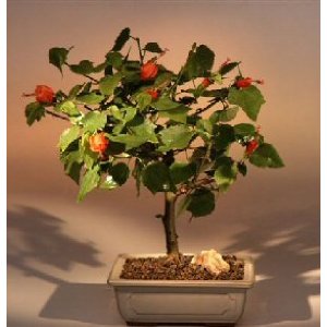 بونسای ختمی